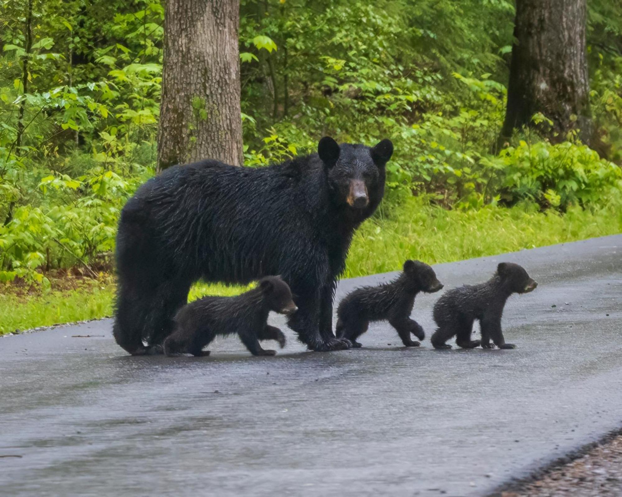 Smoky Mountain Gem Villa Gatlinburg Kültér fotó